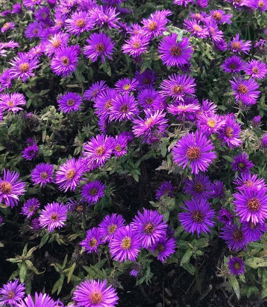 Aster novae-angliae 'Purple Dome'